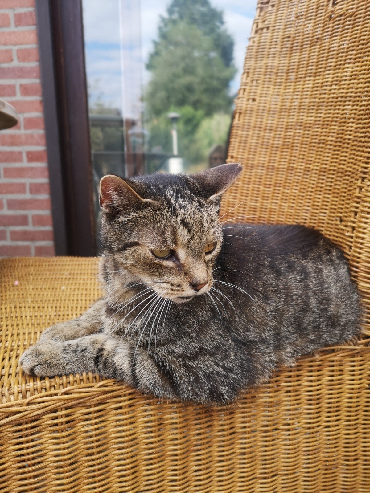 Kater Tony en Grobi zoeken met spoed een nieuwe thuis, Kater, 6 jaar of ouder