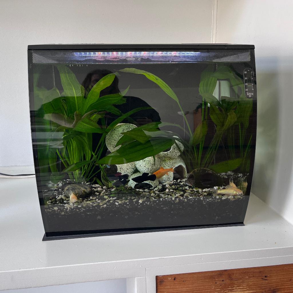 Aquarium met tropische vissen, Ophalen, Gebruikt, Inclusief vissen, Gevuld zoetwateraquarium
