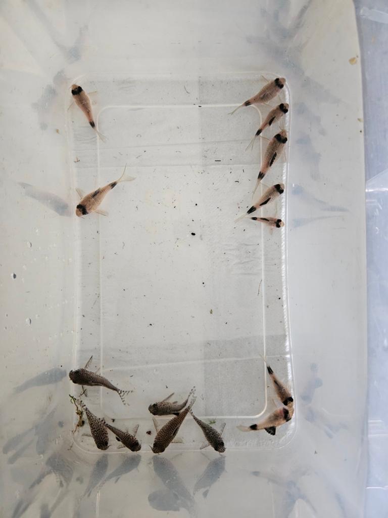 15 Corydoras, Dieren en Toebehoren, Vis, Zoetwatervis, Schoolvis
