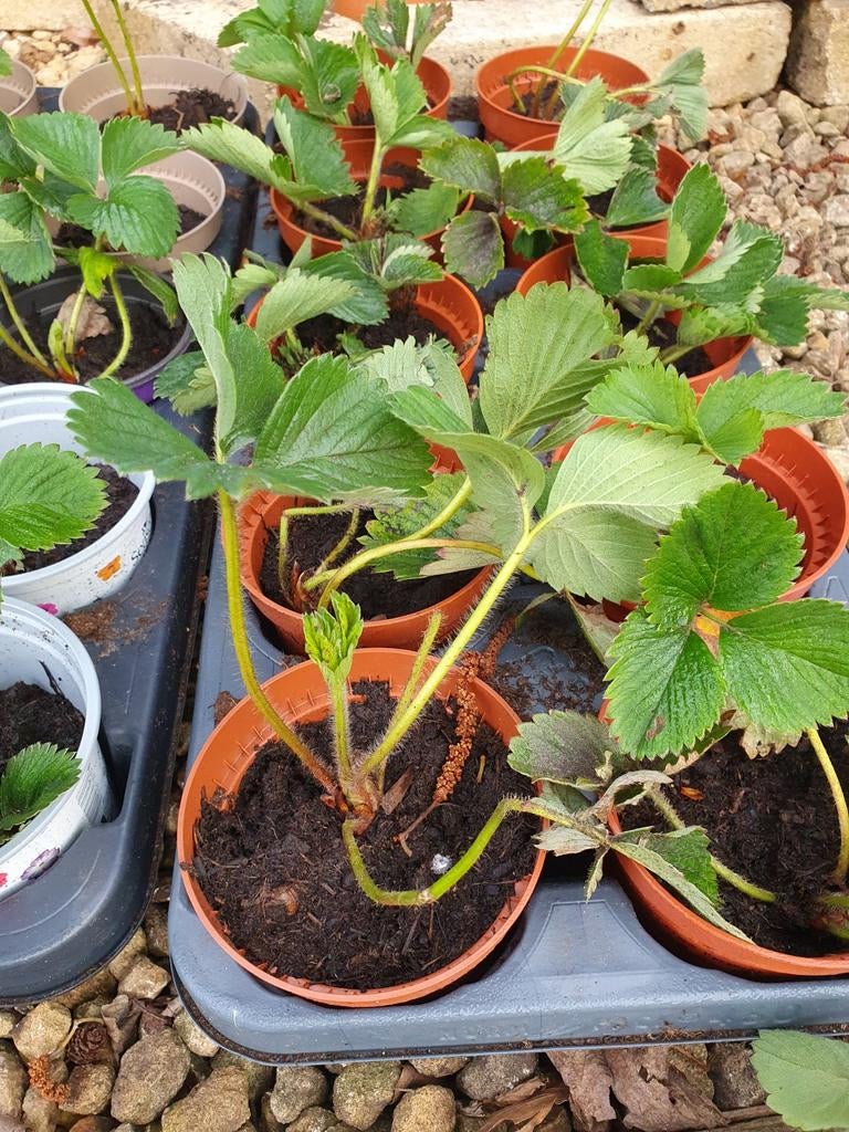 Aardbei plantjes stekjes, Ophalen, Eenjarig, Volle zon
