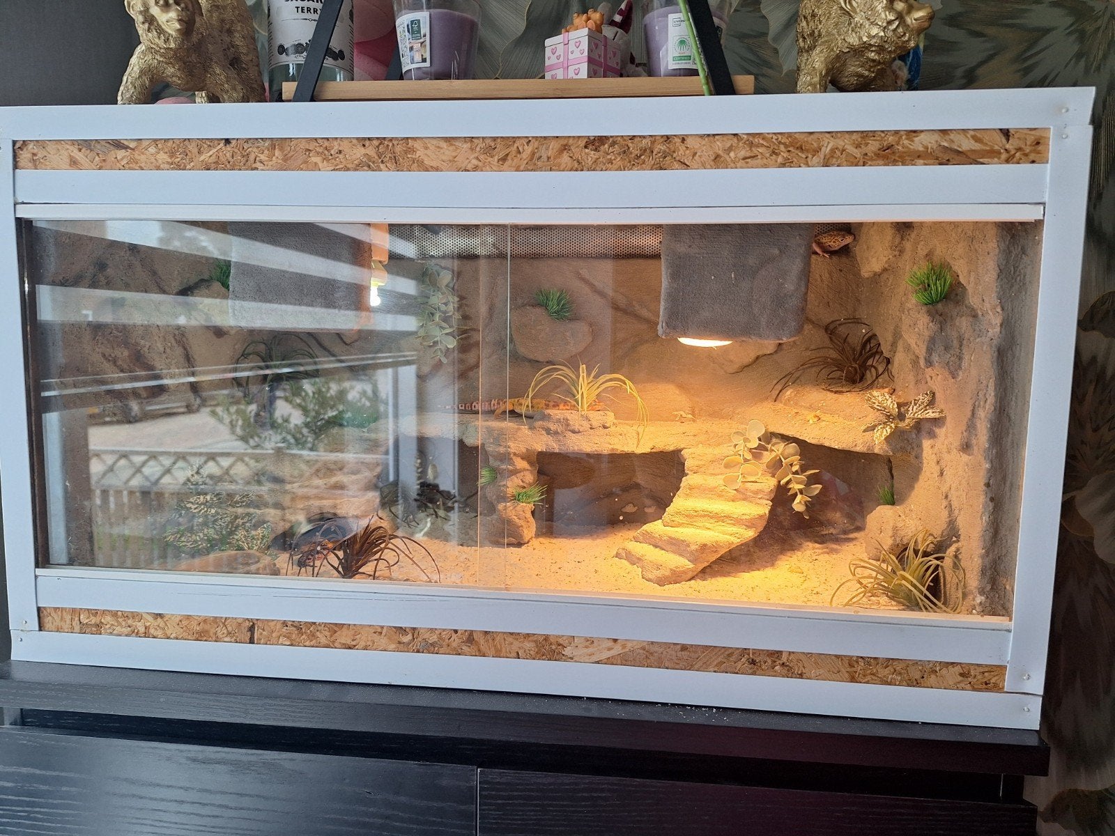 terrarium met luipaardgekkos, Ophalen, Zo goed als nieuw