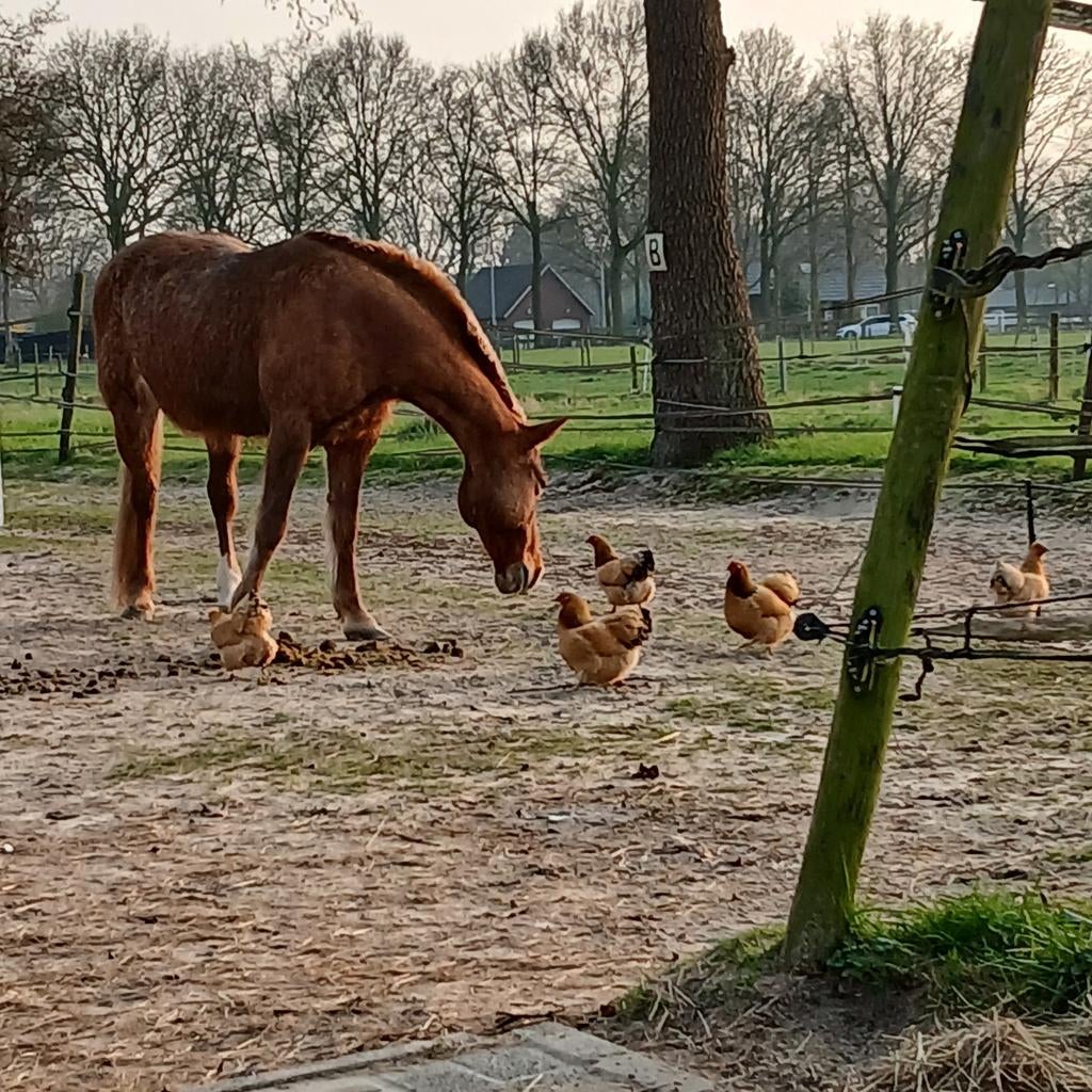 Weiland te koop gevraagd, 2 of 3 paarden of pony's