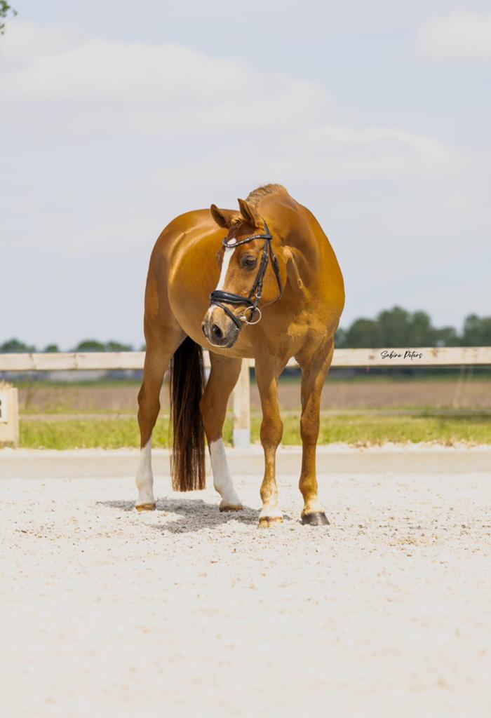 NRPS D Dressuurpony, Dieren en Toebehoren, Pony's, Ruin, Dressuurpony, 11 jaar of ouder, D pony (1.37m tot 1.48m)