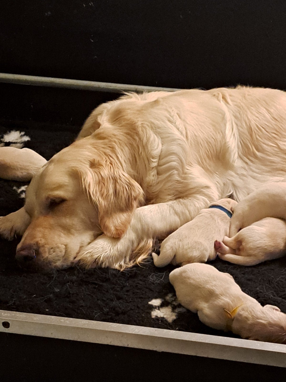 golden retriever pups, Golden retriever, 8 tot 15 weken, Meerdere, Meerdere dieren