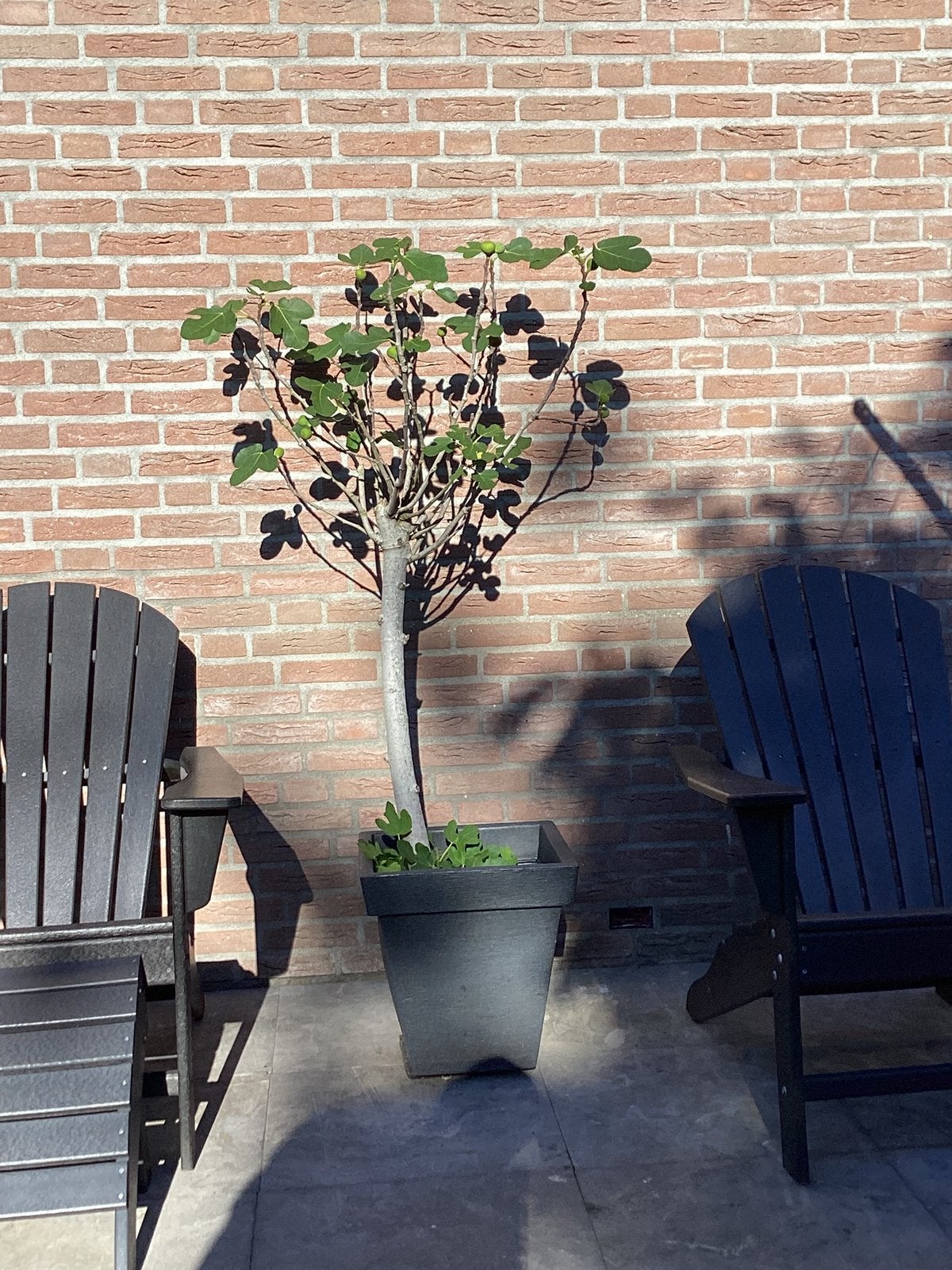 Vijgen boompje op stam, Tuin en Terras, Overige soorten, 100 tot 250 cm, Zomer, Ophalen
