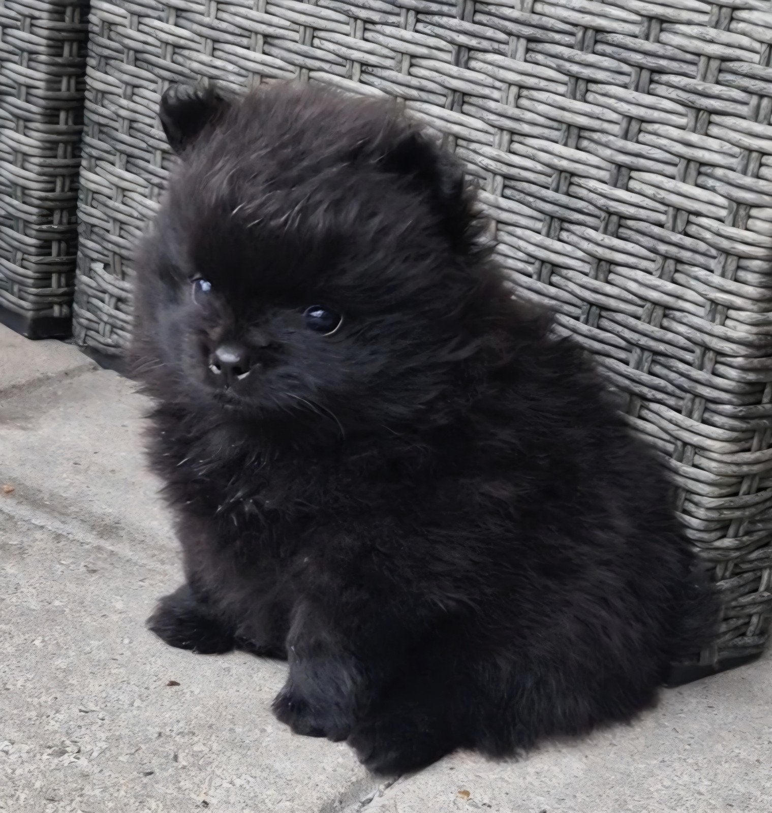 Pomeriaan pups MiniBearFace 100%ras Mog VANAF 7 AUGUSTUS WEG, Dieren en Toebehoren, Honden | Chihuahua's en Gezelschapshonden