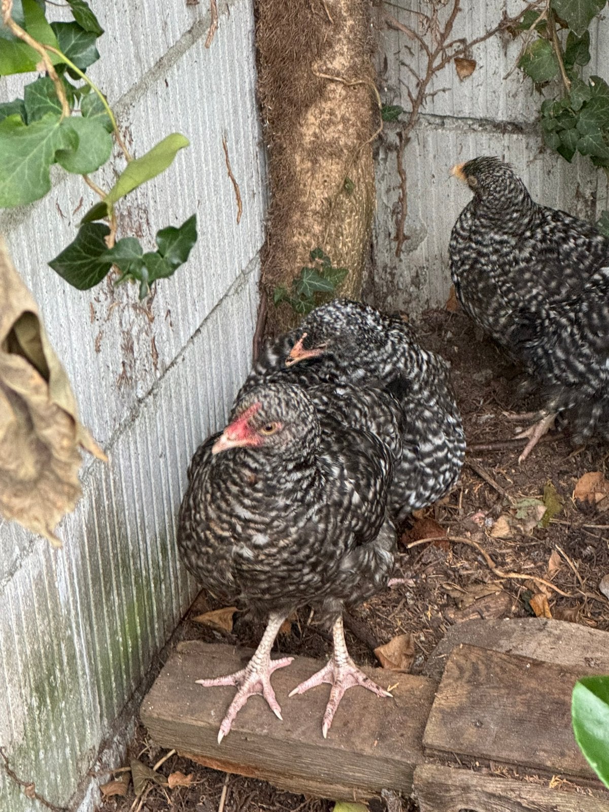 4 hennen en 1 haan, leuk gezond nest, Meerdere dieren, Kip