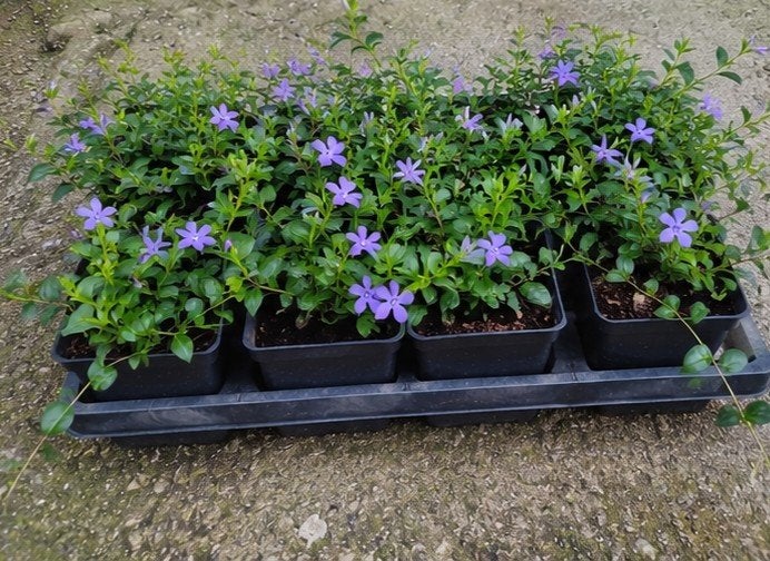 Vinca Minor - Wintergroene Bodembedekker met Paarse Bloemen, Ophalen, Bodembedekkers, Vaste plant, Halfschaduw