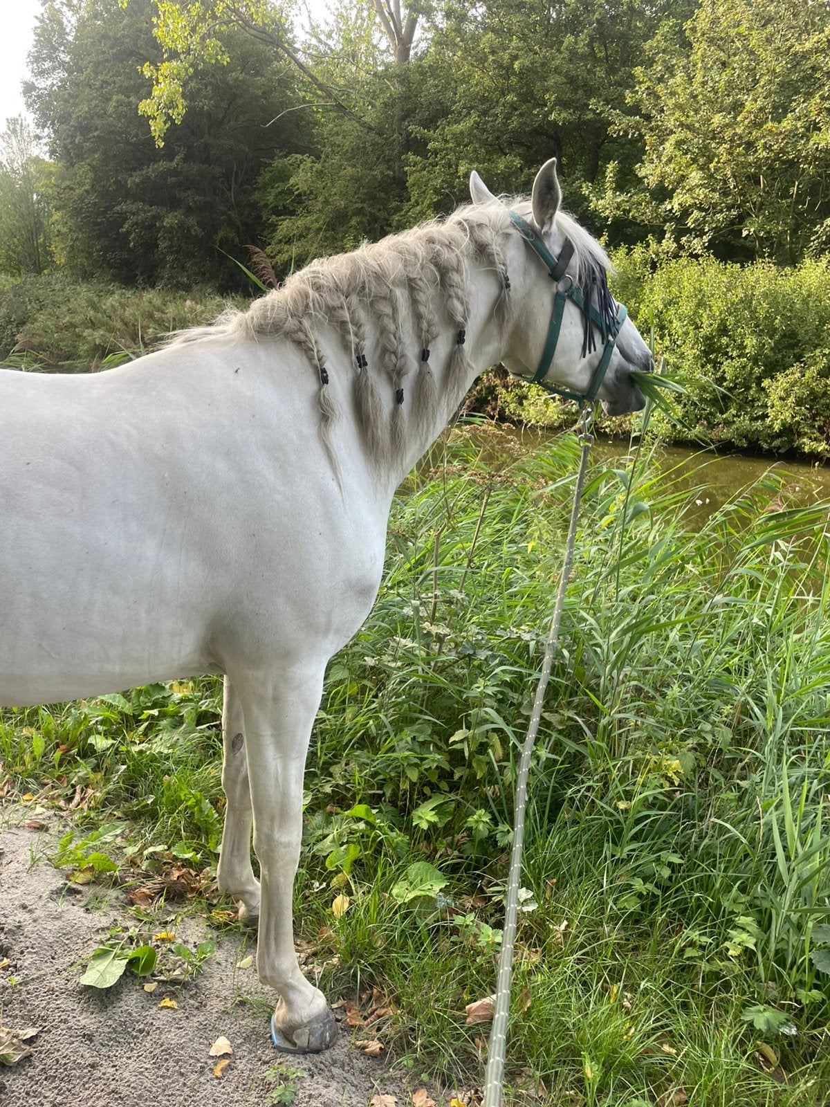 Verzorgster gezocht voor lieve merrie, 1 paard of pony