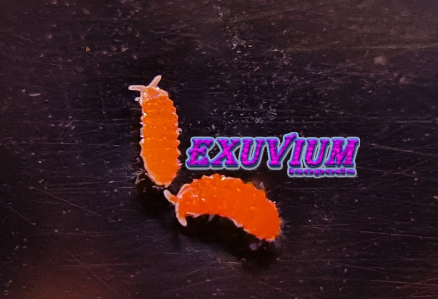 Yuukianura aphoruroides ( Oranje Springstaartjes ) x20, Overige soorten