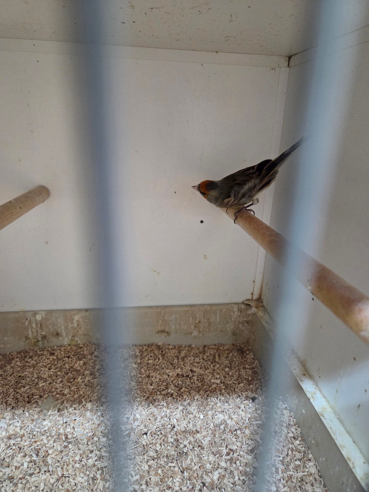 mooie bastaard putter man, Mannelijk, Wildzangvogel