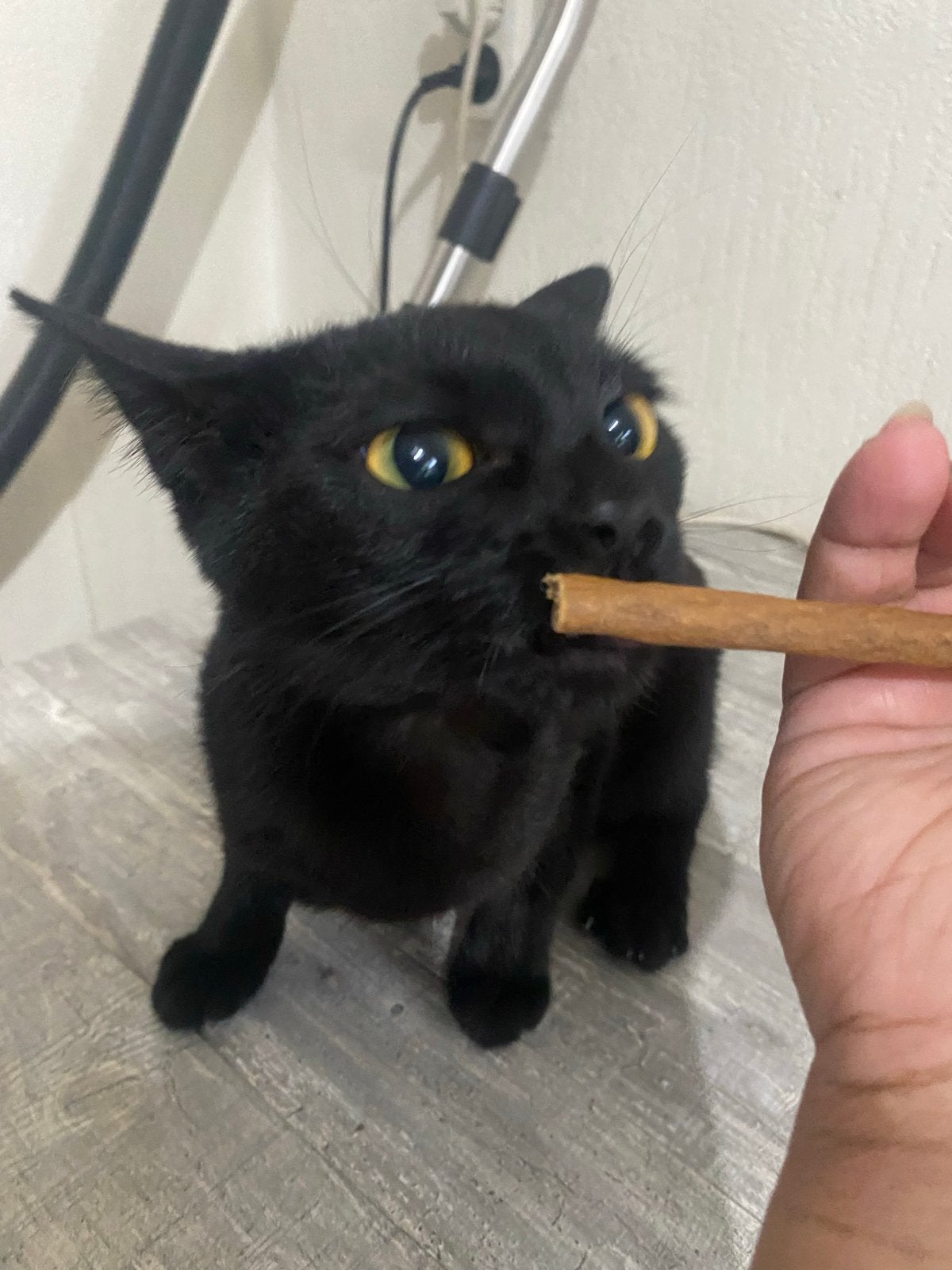 Zwarte kittens 8 maanden oud., Poes, Kortharig, 0 tot 2 jaar