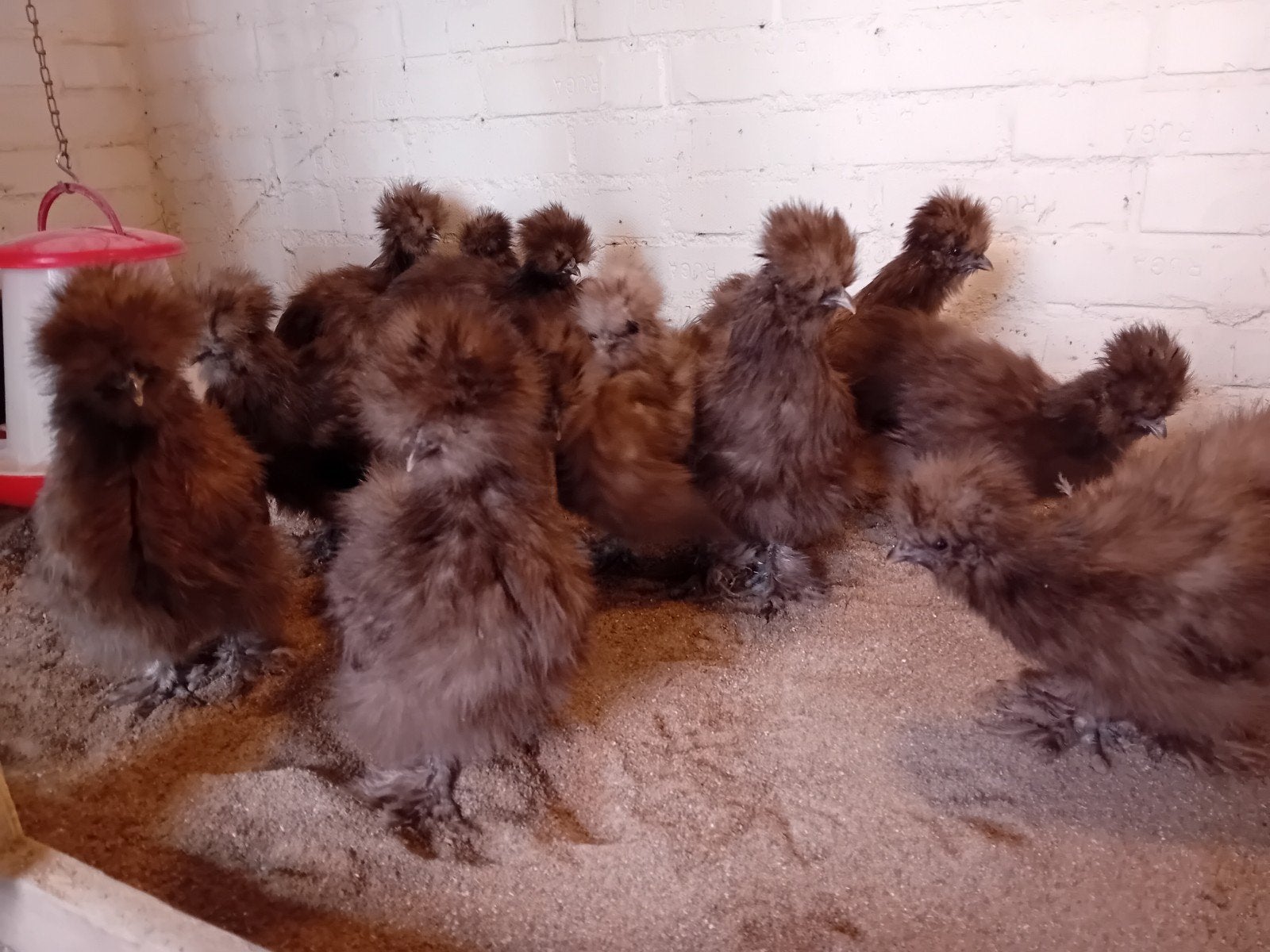 8 weekse  NOG 1 USA ZIJDEHOEN HENNETJE in kleur CHOCOLADE, Dieren en Toebehoren, Vrouwelijk, Kip