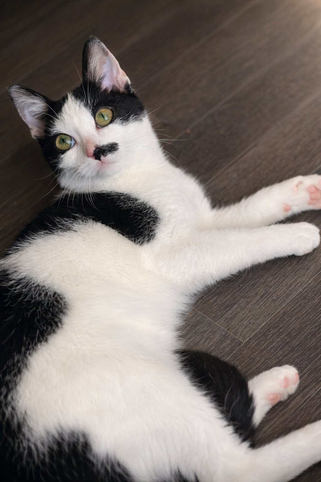 Lieve wit/zwarte poes, Dieren en Toebehoren, Poes, Kortharig, 0 tot 2 jaar