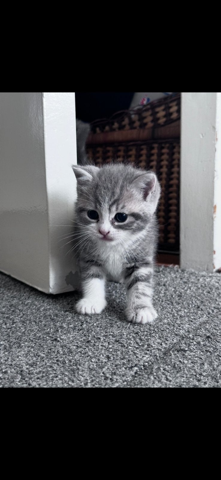 Brits korthaar kittens (nog 1), Meerdere dieren, Ontwormd, 0 tot 2 jaar