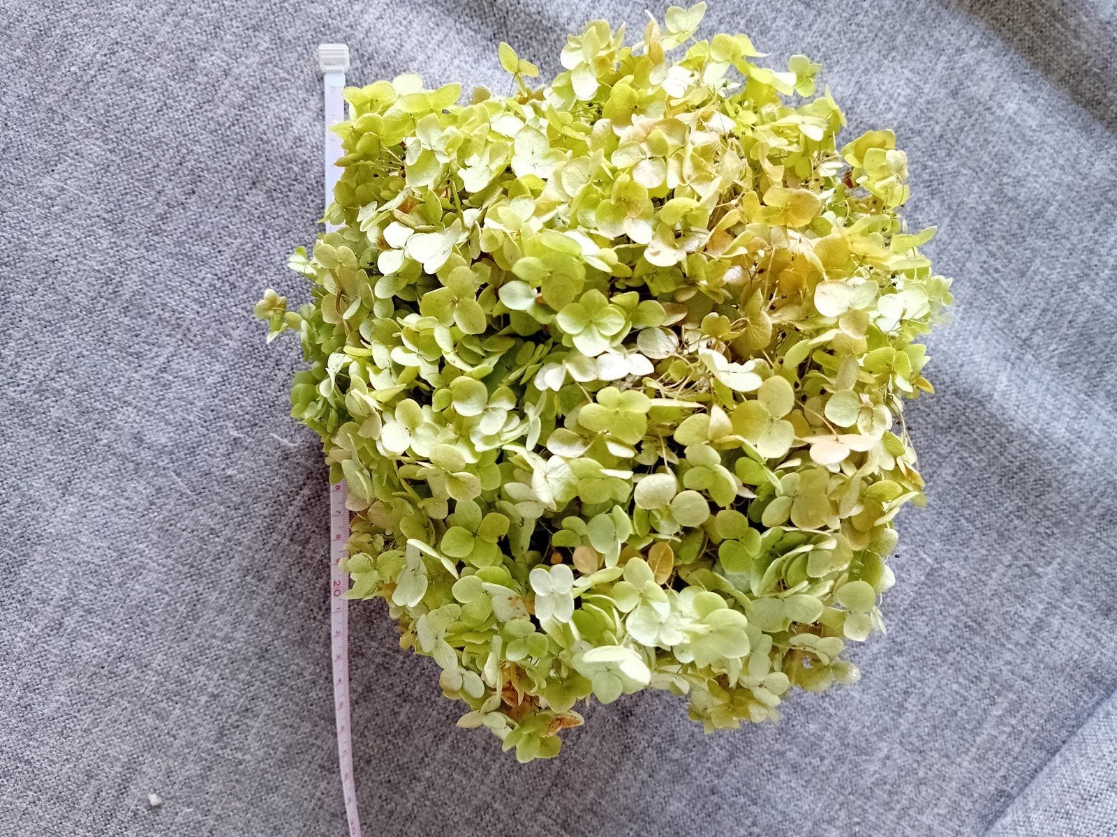 Gedroogde Hortensia Bol - Groen (24 cm), Huis en Inrichting, Ophalen of Verzenden, Nieuw