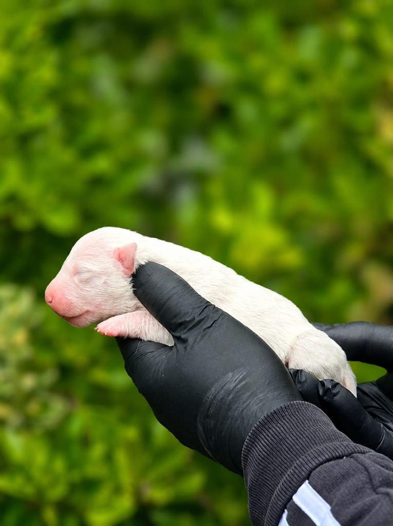 Mini bull terrier pups, Dieren en Toebehoren, België, Fokker | Hobbymatig, 8 tot 15 weken, Parvo