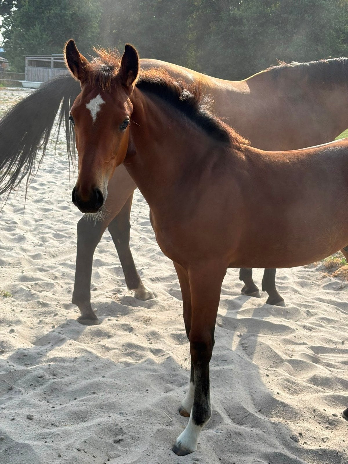 hengst veulen Kjento x Rousseau x Welt Hit2, Dressuurpaard