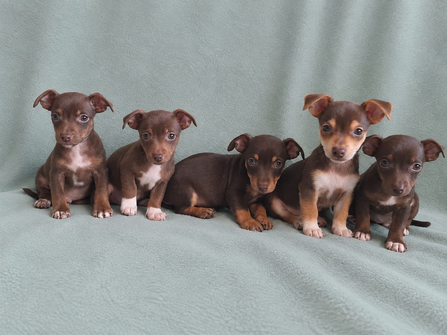 nog 3 zeer mooie jack russels puppy's, Dieren en Toebehoren, Jack Russell Terriër, 8 tot 15 weken, Meerdere, Meerdere dieren