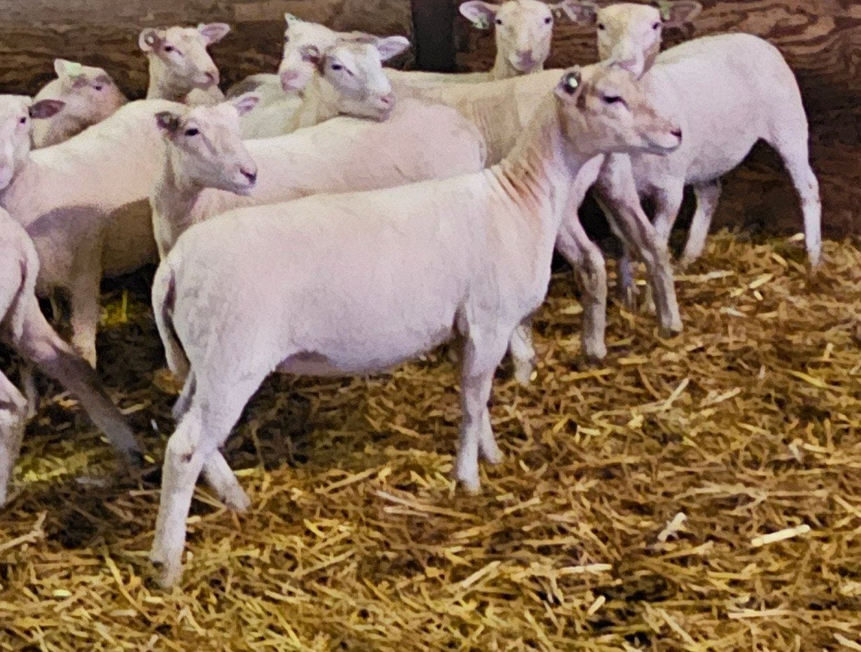 te koop Flevolander ooilammeren geboren april 2026, Dieren en Toebehoren, Vrouwelijk, Schaap
