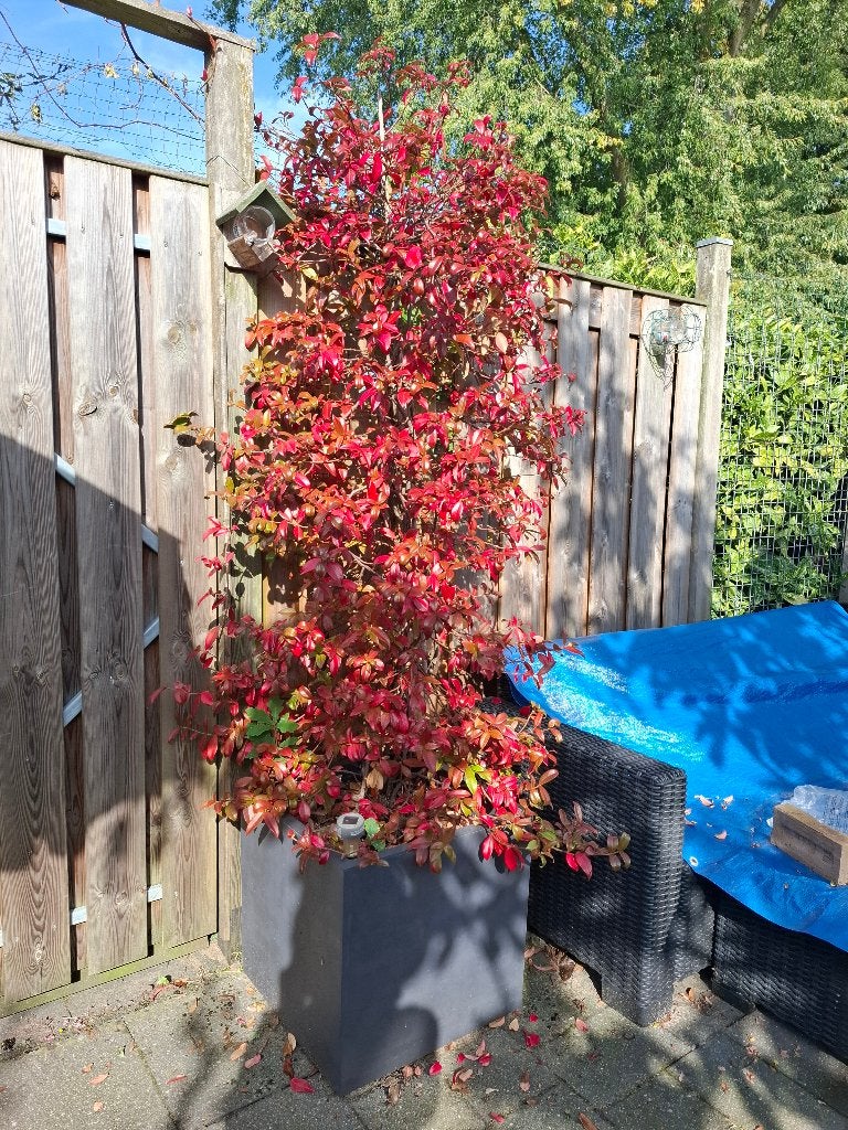 Toscaanse Jasmijn in bak, Tuin en Terras, Overige soorten, Lente, 100 tot 250 cm, Ophalen