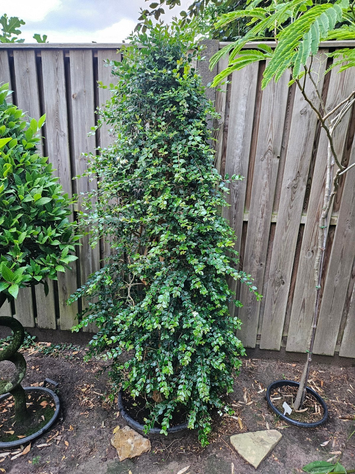Mirte,  Myrtus Communis in kuip, Overige soorten, 100 tot 250 cm, Zomer, Ophalen