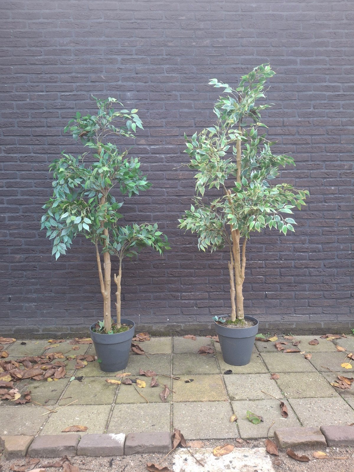kunst boompjes, Ophalen, Overige soorten, 100 tot 250 cm