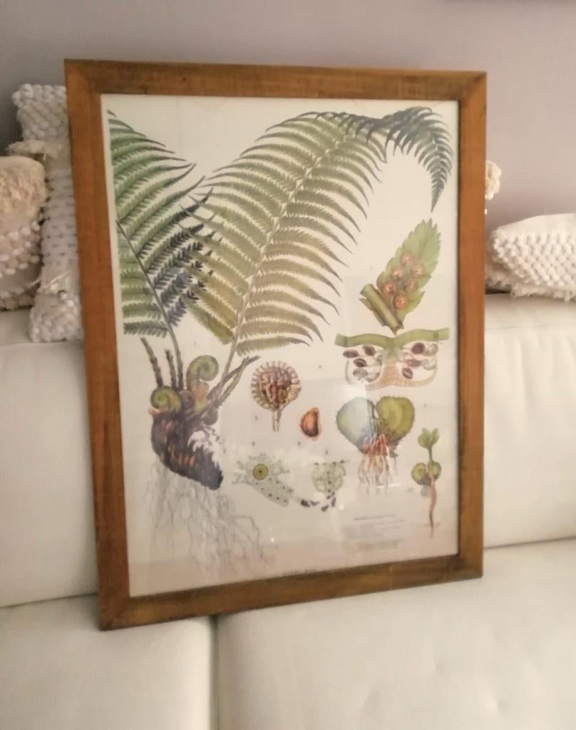 Poster in lijst botanisch Sissy-Boy Wurmfarn 57 x 77 cm, Minder dan 50 cm, Ophalen of Verzenden, Zo goed als nieuw, Schilderij