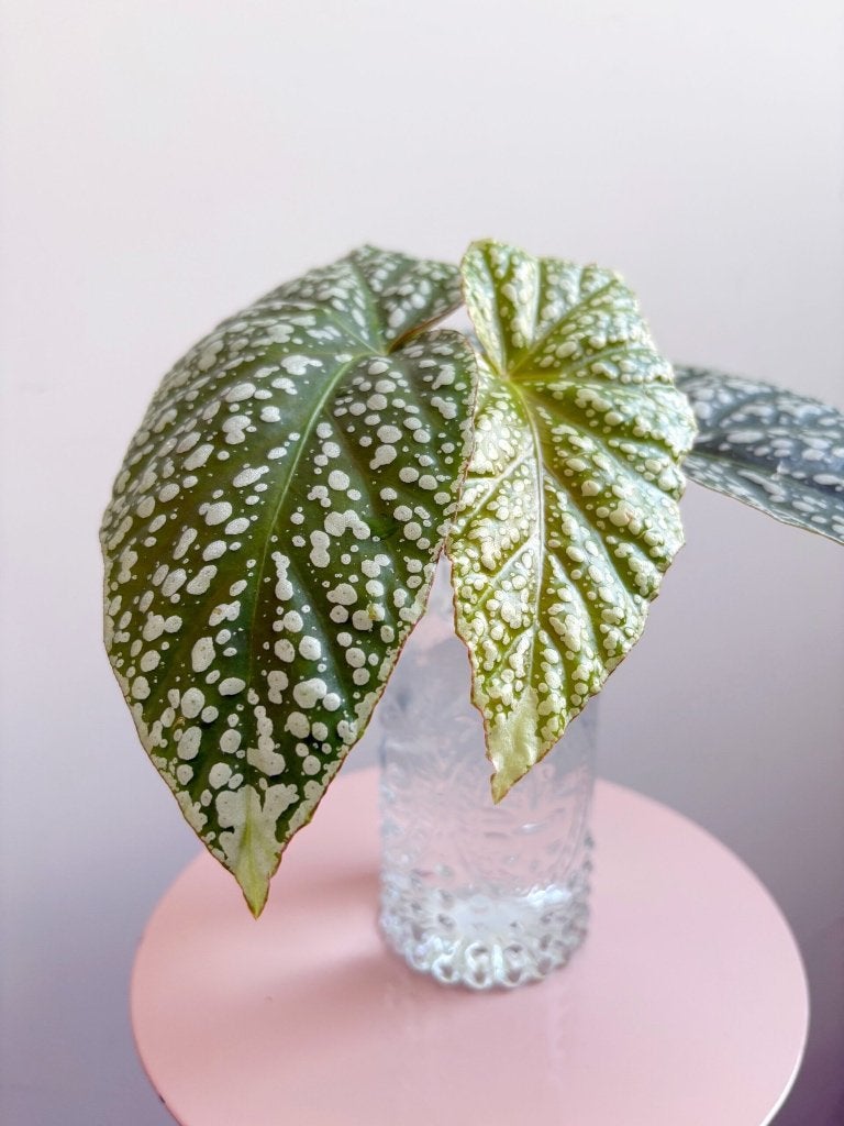 Begonia ‘Corallina de Lucerna’ stekje, Ophalen of Verzenden, Halfschaduw, Minder dan 100 cm