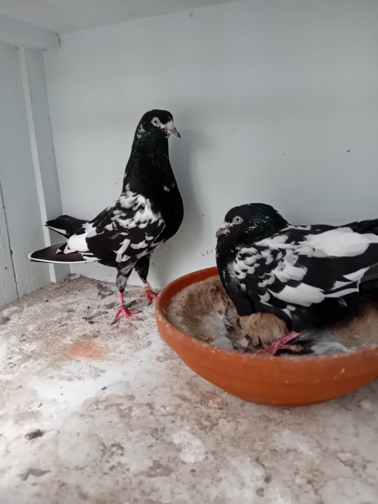 te koop koppel Pakistaanse hoogvliegers, Dieren en Toebehoren, Vogels | Duiven, Meerdere dieren, Overige soorten