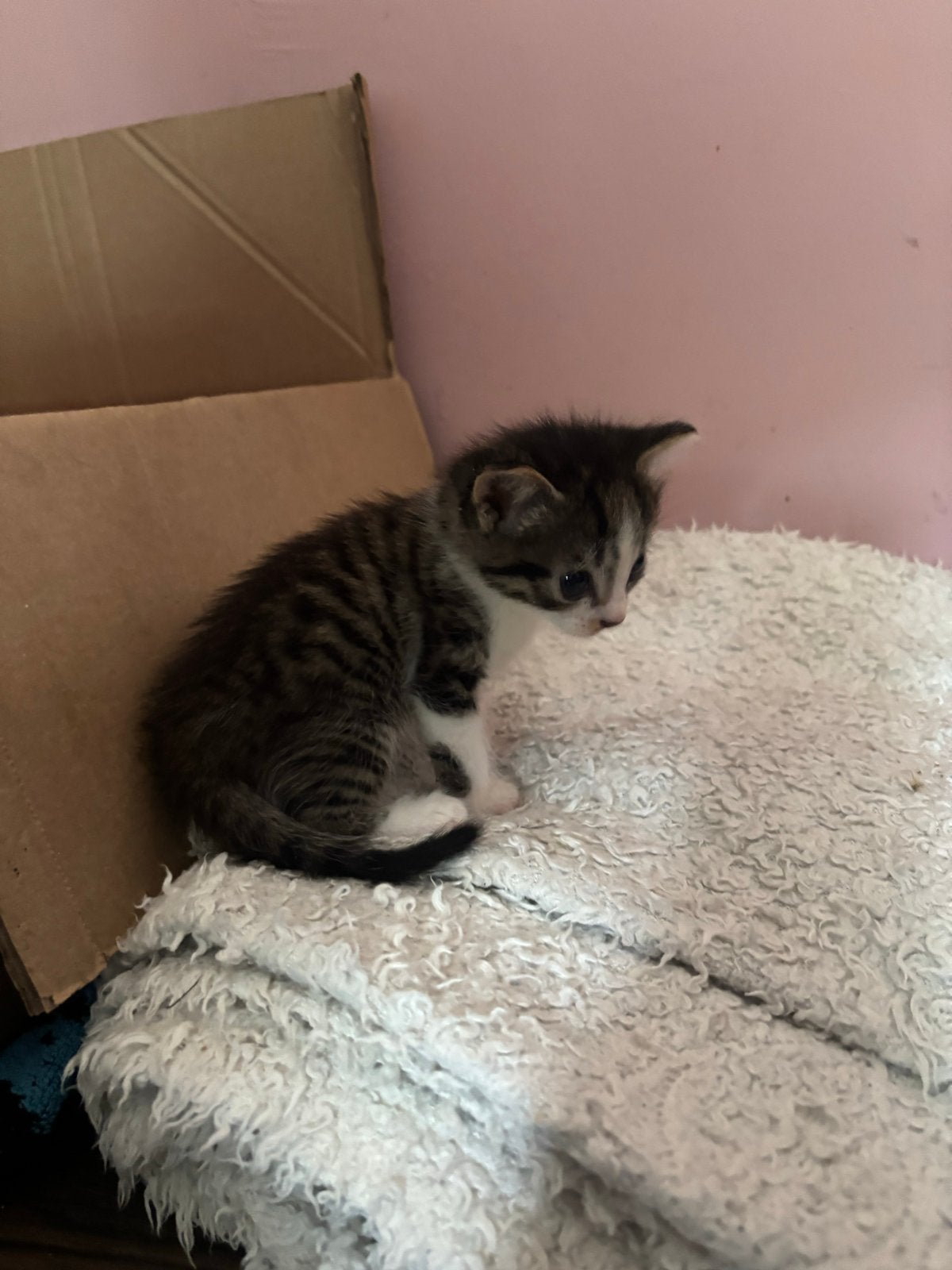 Kitten meisje, Poes