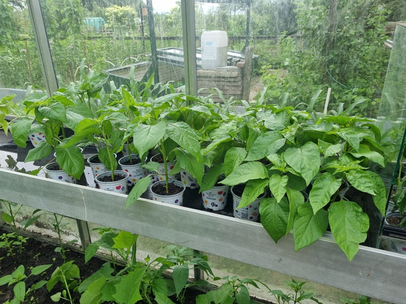 peperplantjes Madame jeanette, Tuin en Terras, Ophalen, Eenjarig, Groenteplanten, Volle zon