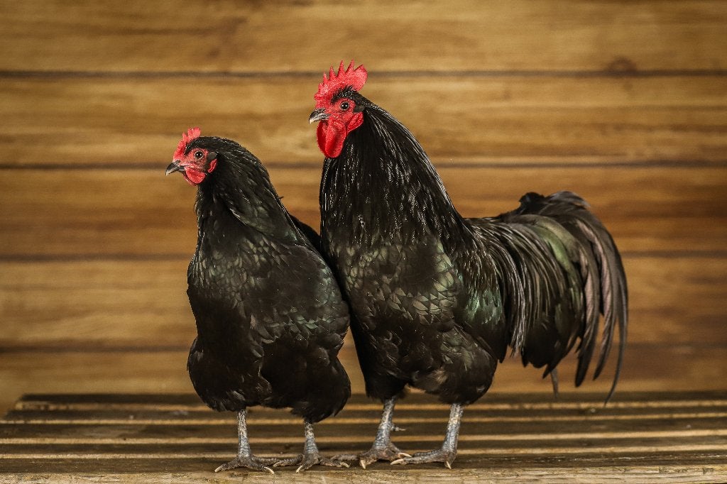 Australorp groot | Passend advies kippen | rustige kippen