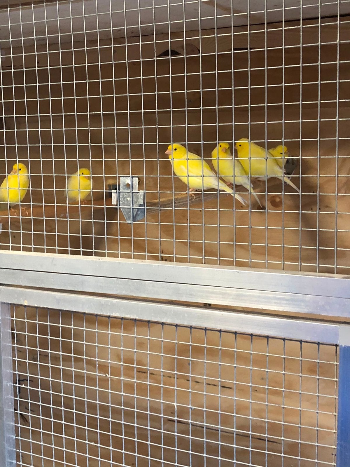 3 koppel waterslager kanaries., Dieren en Toebehoren, Vogels | Kanaries, Meerdere dieren, Kleurkanarie