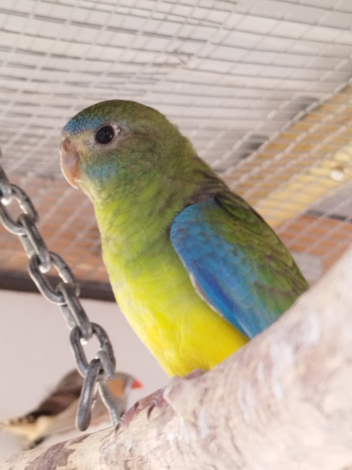 Jonge turqusine parkieten, Dieren en Toebehoren, Vogels | Parkieten en Papegaaien, Meerdere dieren, Parkiet