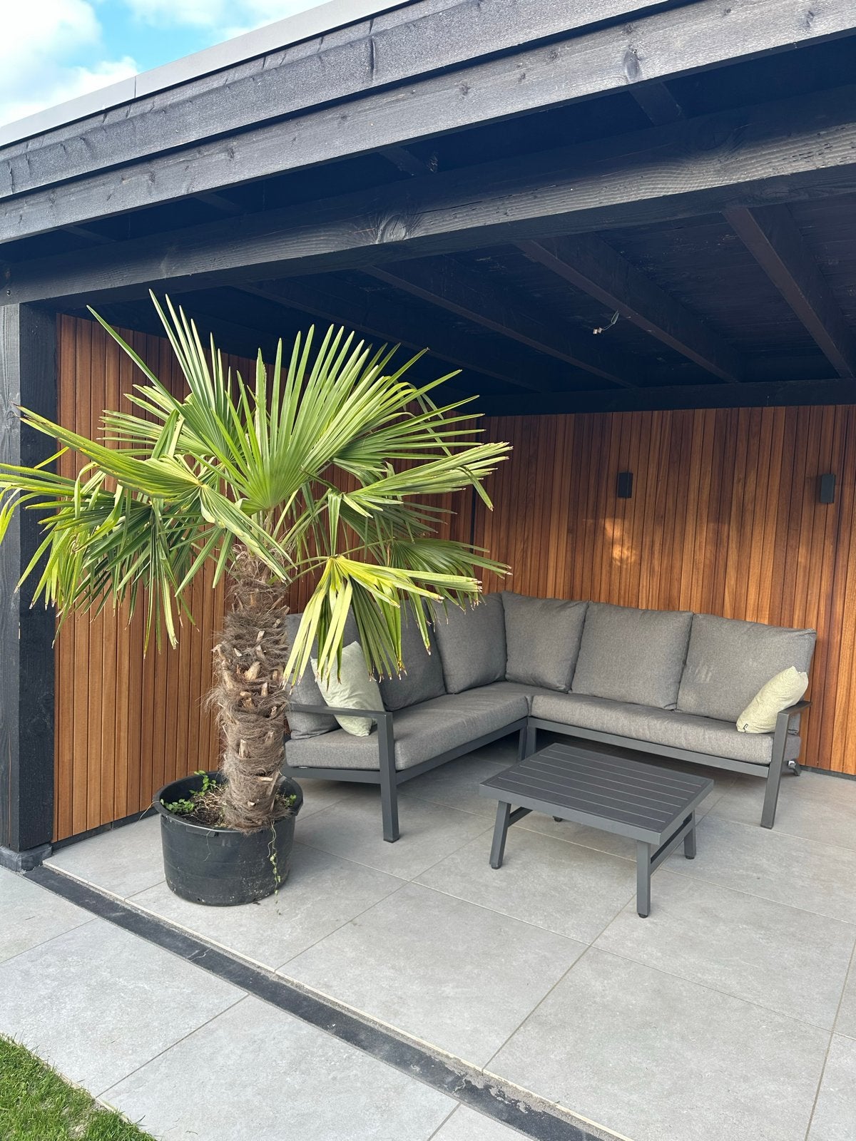 Palmboom Trachycarpus Fortunei - Stam 120cm, Totaal 180cm, Volle zon, Vaste plant, Bloeit niet, Ophalen