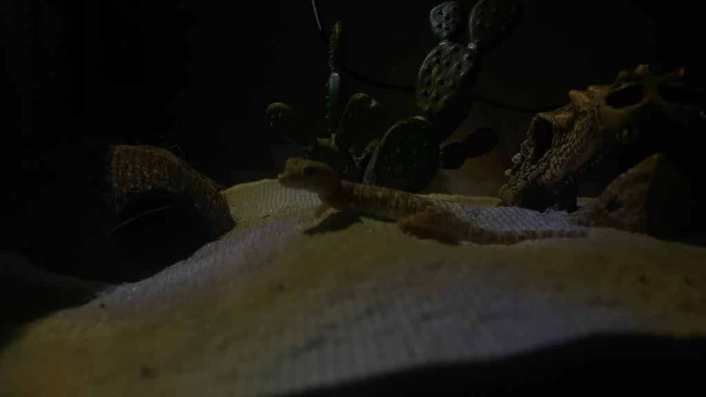 Stenodactylus + terrarium, Ophalen