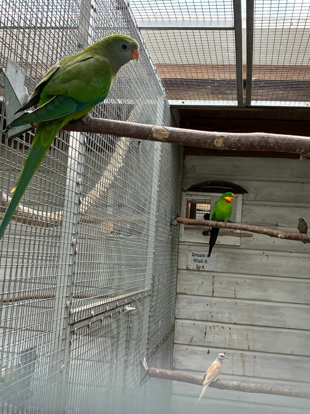 Te koop 3 jonge barrabands, Geslacht onbekend, Parkiet