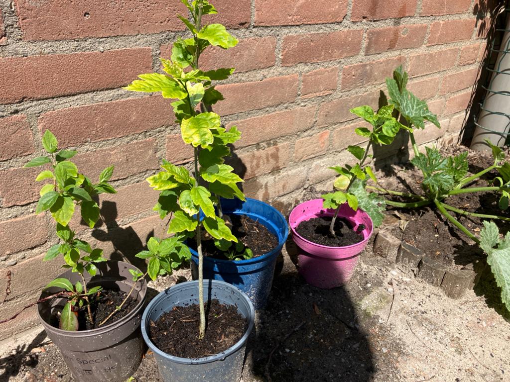 Diverse jonge plantjes in potten, Volle zon, Vaste plant, Zomer, Ophalen