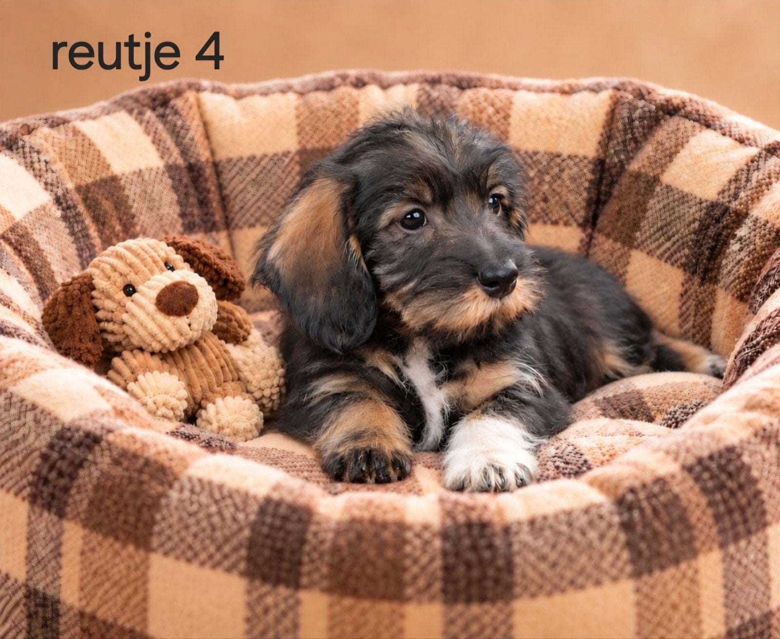 super lieve ruwhaar kaninchen  pups, 8 tot 15 weken, Dwerg, CDV (hondenziekte), Meerdere