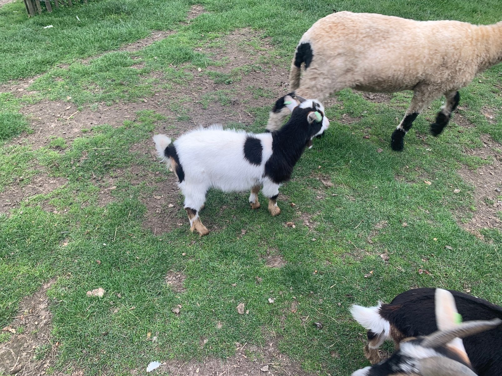 Jong dwerg geiten bokje, Dieren en Toebehoren, Mannelijk, Geit, 0 tot 2 jaar
