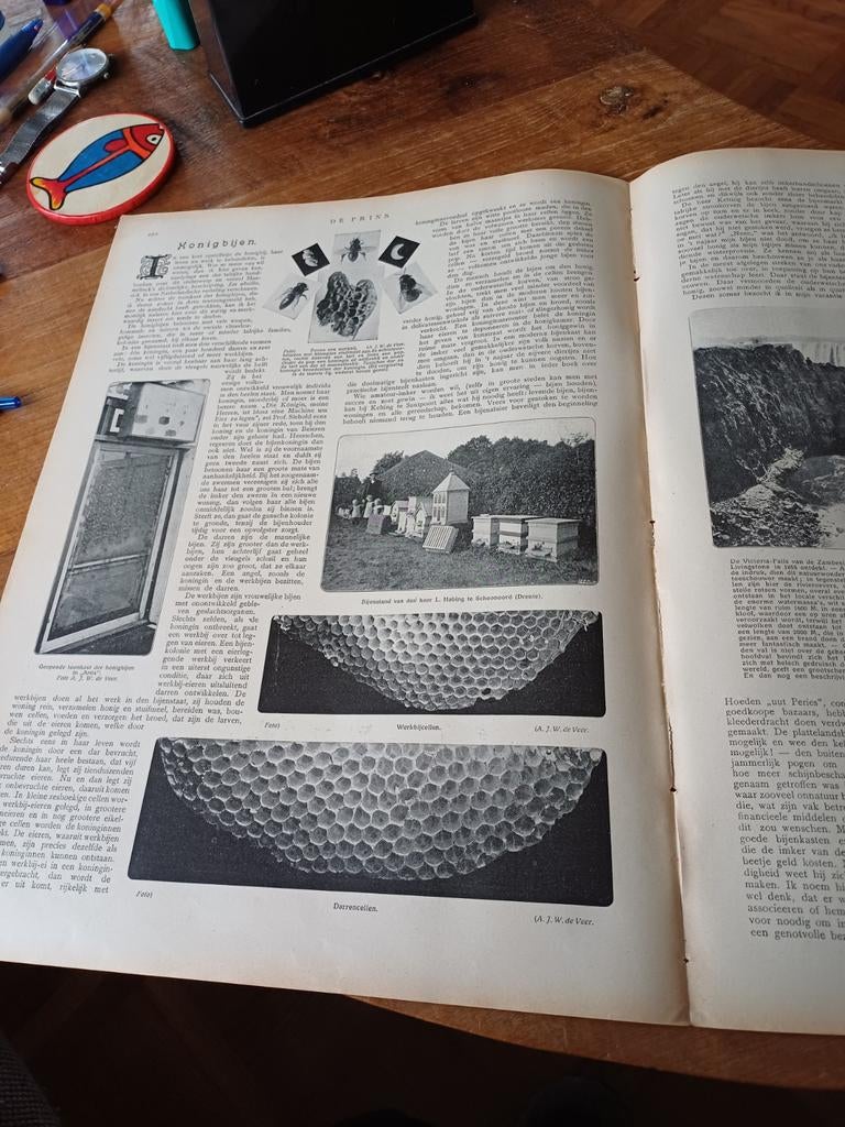 Artikel over honingbijen L. Habing Schoonoord 1909, Ophalen of Verzenden, Voor 1920, Knipsel(s)
