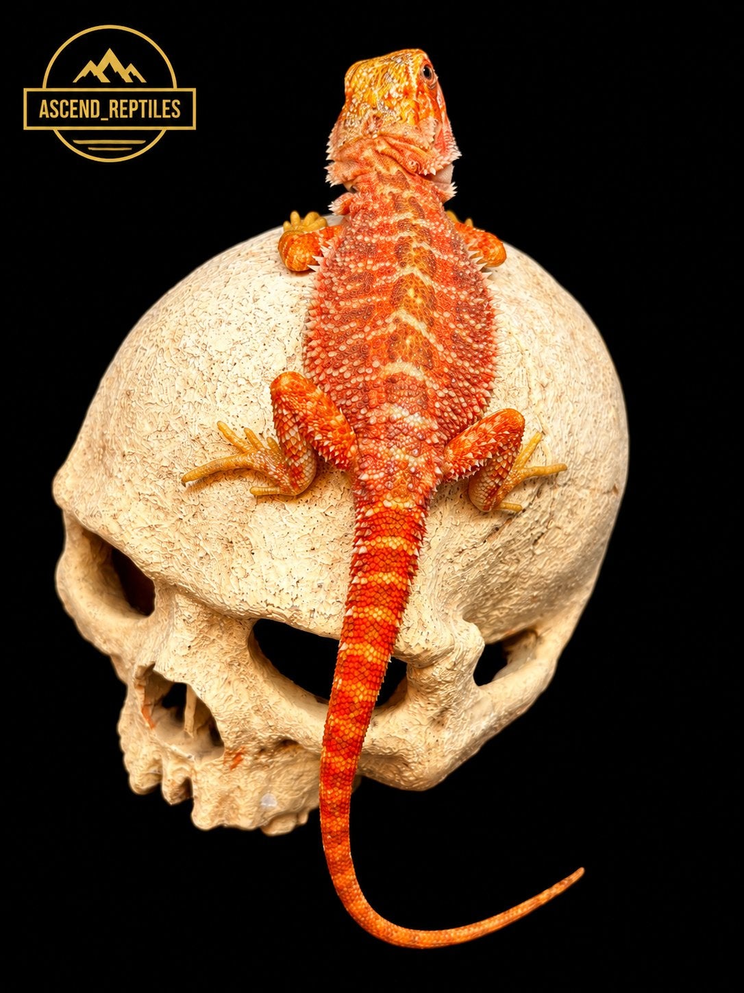 Orange Tiger Hypo Trans man – Baardagaam NK 2026 Bearded Dragon photo 2