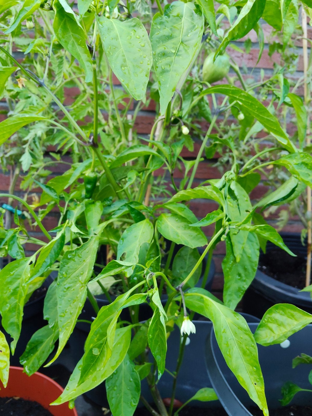 Grote Padron Peper Planten - Nu Oogstklaar!, Volle zon, Groenteplanten, Eenjarig, Ophalen of Verzenden