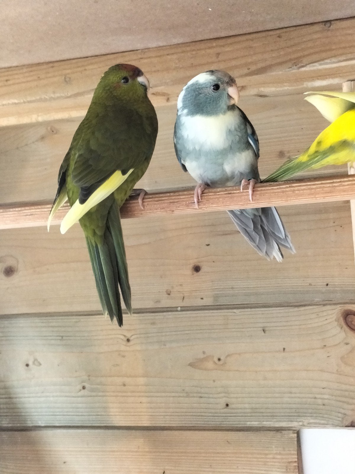 kakariki's, Dieren en Toebehoren, Meerdere dieren, Parkiet, Geringd