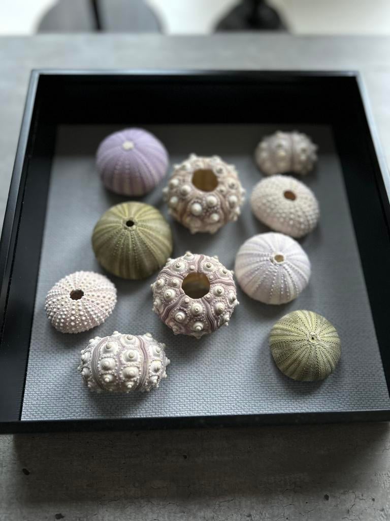 Kist met 10 zee-egel “huisjes” pschelpen kist is 23 x 23 cm, Ophalen of Verzenden