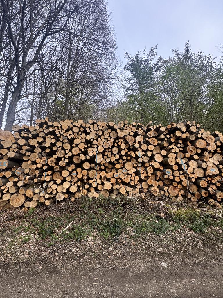 Brandhout stammen (Eik,Beuk,Essen,Berken), 6 m³ of meer, Verzenden, Overige houtsoorten, Stammen