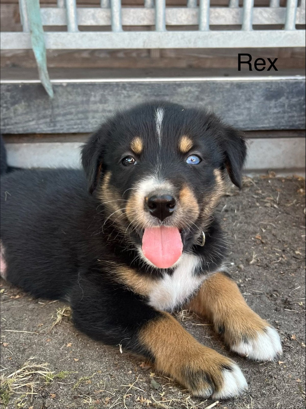 Berner sennen pup, Parvo, 8 tot 15 weken, Groot, Meerdere