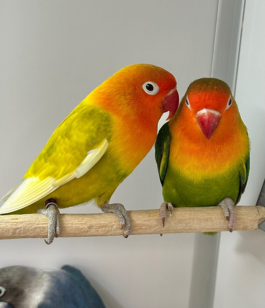Fischeri koppel, Dieren en Toebehoren, Vogels | Parkieten en Papegaaien, Meerdere dieren, Dwergpapegaai of Agapornis