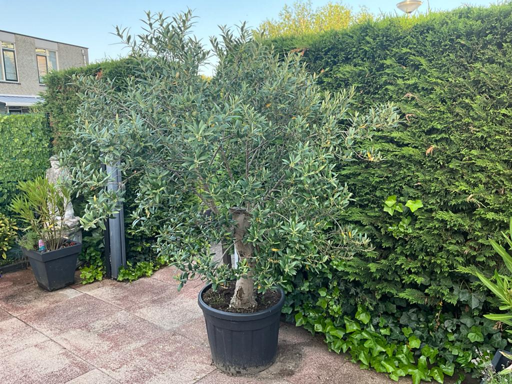 Grote Olijfboom in pot - Perfect voor terras of tuin, Tuin en Terras, Volle zon, Vaste plant, Lente, Ophalen